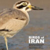 Birds of Iran - An annotated checklist of the species and subspecies