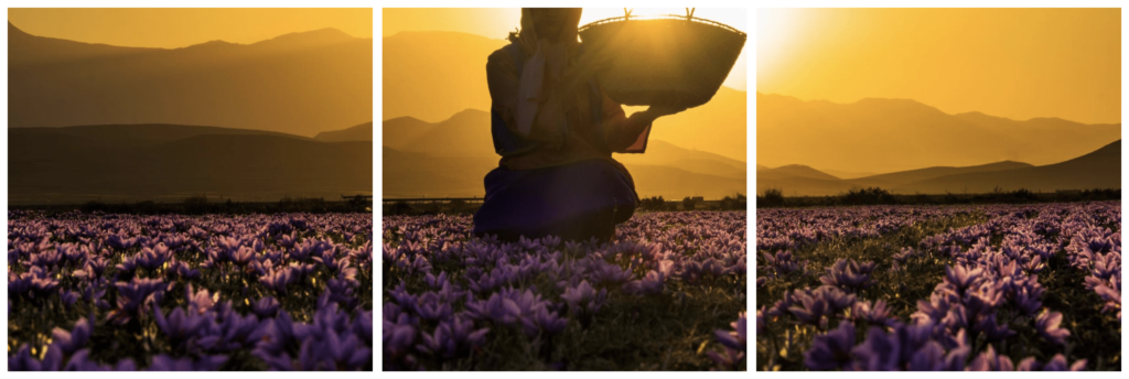 Persian Saffron