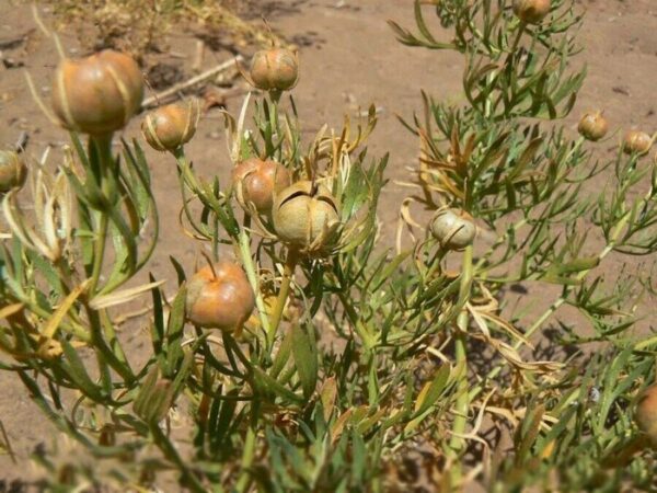 Dried Esphand Esfand Espand Peganum harmala 500 Gram