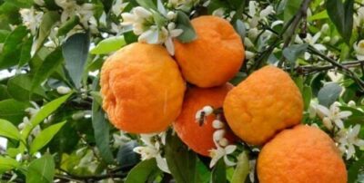 Dried Bitter Orange Petals Premium Herbal Infusion for Teas 800 Gram