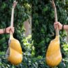 Persian Tar String Instrument – Handcrafted by IranSaz, Model Argavan