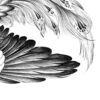 Drawing Methods of Birds in Miniature Painting