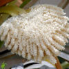 Date Palm Pollen - Fertility Booster, 250 Gram
