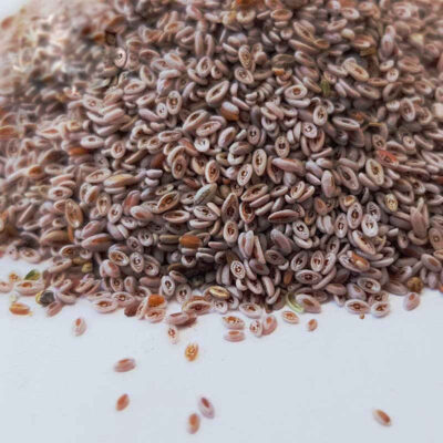 Dried Ispaghula Seeds (Psyllium) – 600 Gram