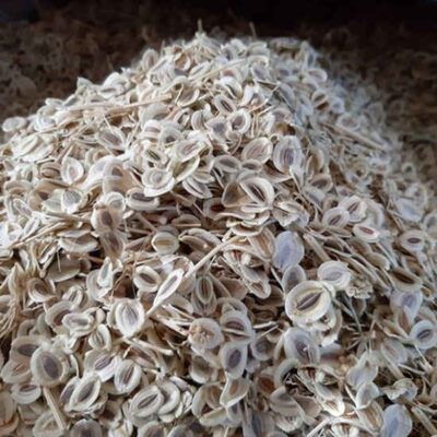 Dried Lovage Seeds – 600g Premium Culinary Spice