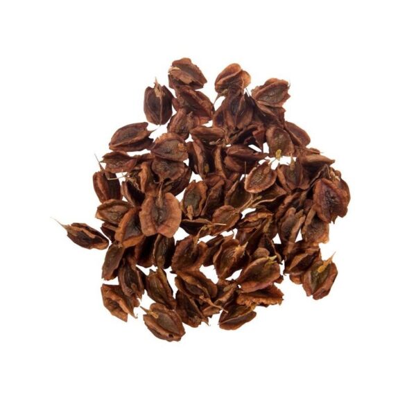 Dried Rhubarb Seeds - 750g Premium Quality Planting Seeds