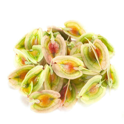 Dried Rhubarb Seeds – 750g Premium Quality Planting Seeds