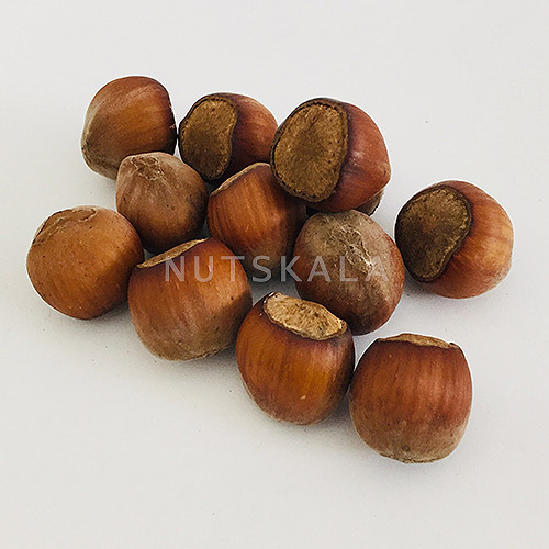 Shelled Raw Persian Hazelnuts – 500 grams