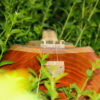 Persian Tar String Instrument – Handcrafted by Iran-Saz, Model 2 Stamp