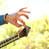 Persian Tar String Instrument – Handcrafted by Iran-Saz, Model Molana