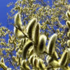 Dried Pussy Willow - 100% Natural & Organic