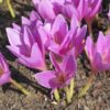 Dried Suranjan Sweet Colchicum - 100g Premium Herbal Remedy