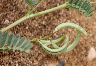 Dried Astragalus Hamosus Seedpods / Hairy Vetchling – 500g