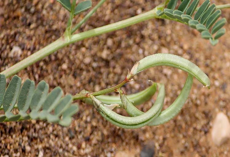 Dried Astragalus Hamosus Seedpods / Hairy Vetchling – 500g
