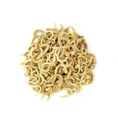 Dried Astragalus Hamosus Seedpods / Hairy Vetchling – 500g