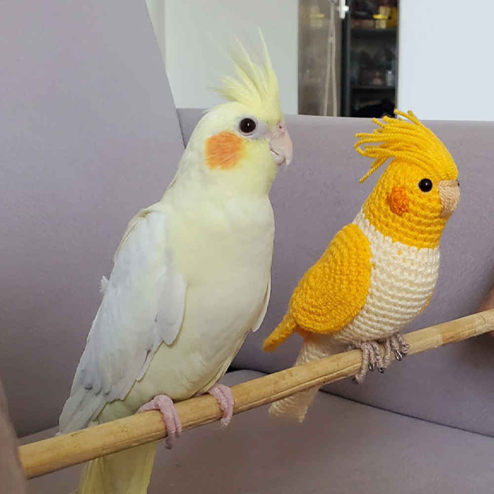 Amigurumi Stuffed Cockatiel Bird – Handmade Crochet Bird Plush Toy | Soft & Charming