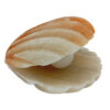 Salt Lamp - Handcrafted Shell & Pearl Design