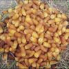 Organic Iranian Al-Mehteri Dried Dates - 2000 grams