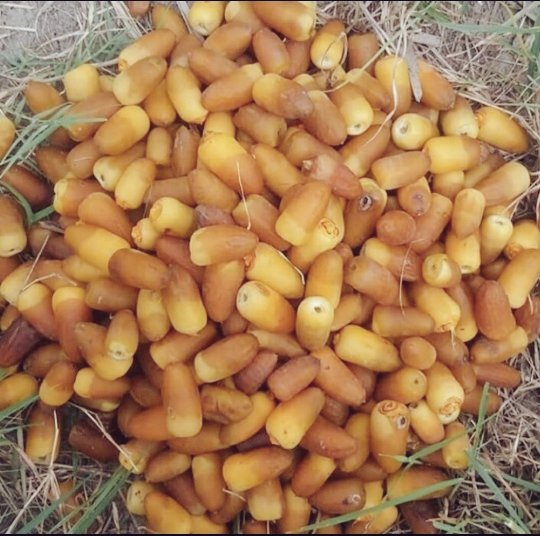 Organic Iranian Al-Mehteri Dried Dates – 2000 grams