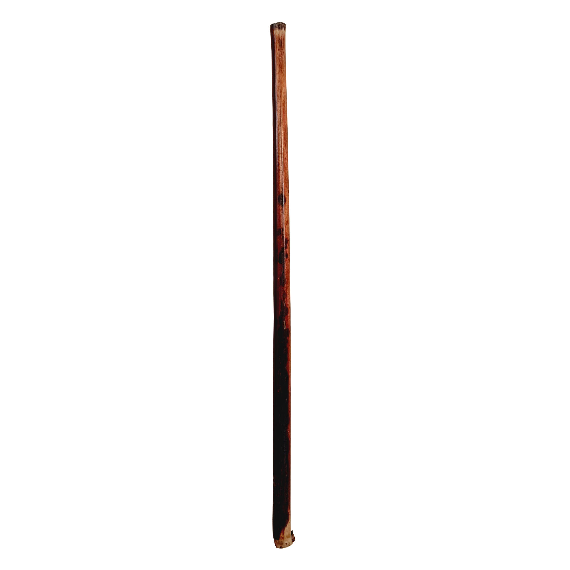 Dezfuli Qalam Reed Pen for Persian, Arabic and Islamic Calligraphy