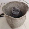 Set of 3 Persian Handwoven Palm Leaf Storage Baskets