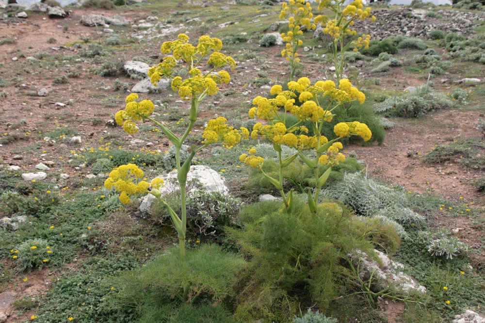 100% Pure Organic Galbanum – Natural Resin 100 grams