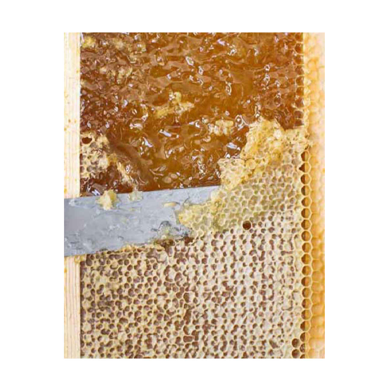 Fresh Iranian Honey with Natural Beeswax (2900g)