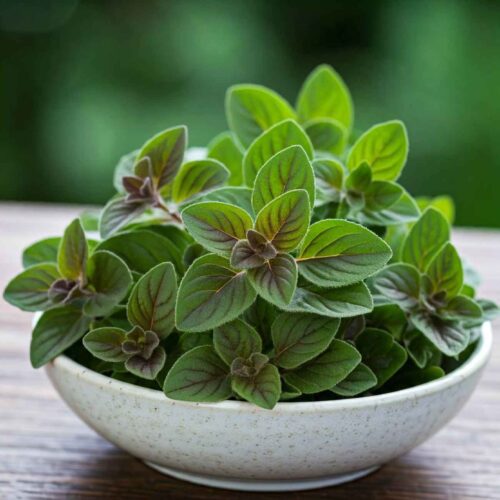 Iranian Dried Vegetables – Premium Dried Oregano (30 grams)