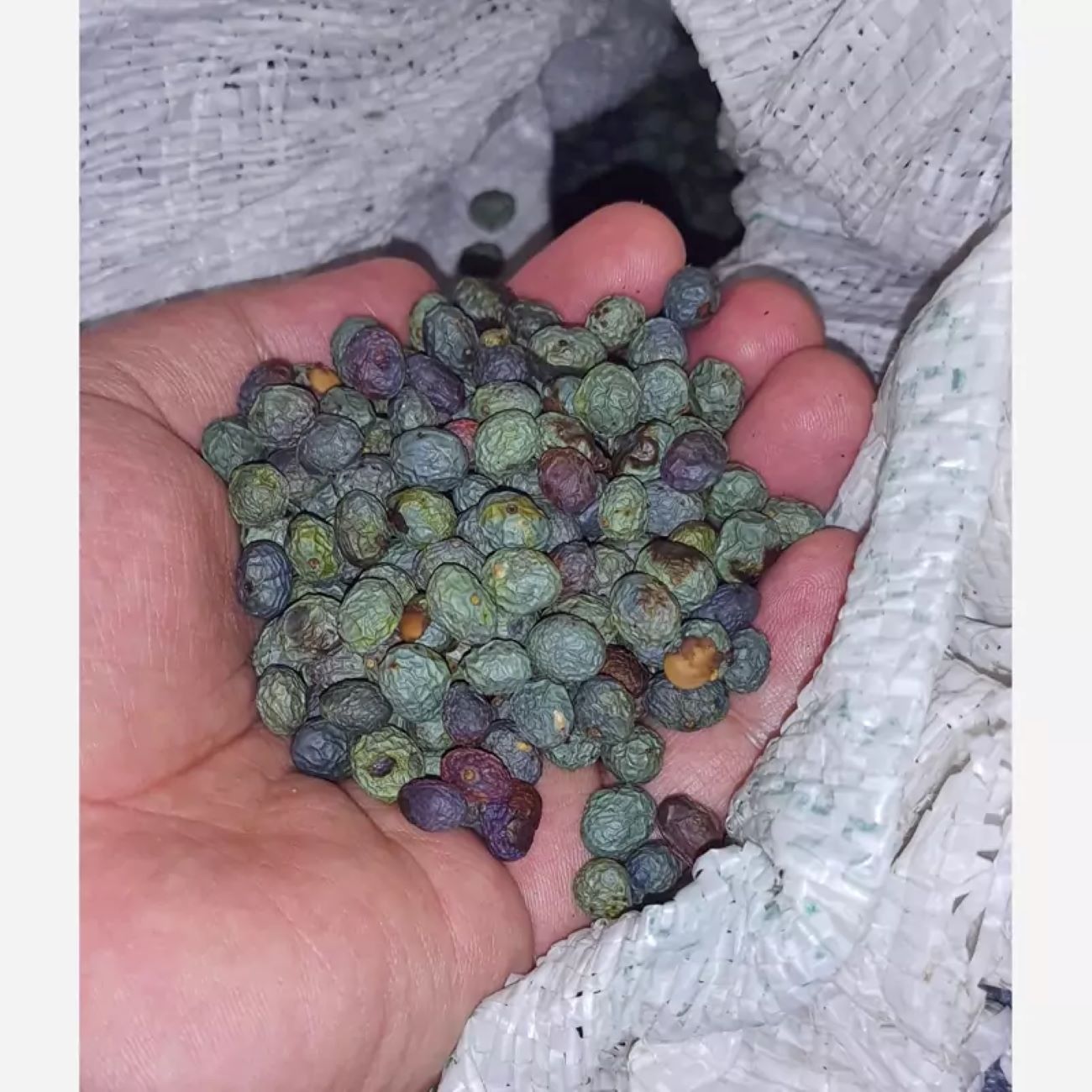 Raw Kurdish Pistachios – Wild Mountain Pistachios, Pistacia Atlantica – 1000 gr