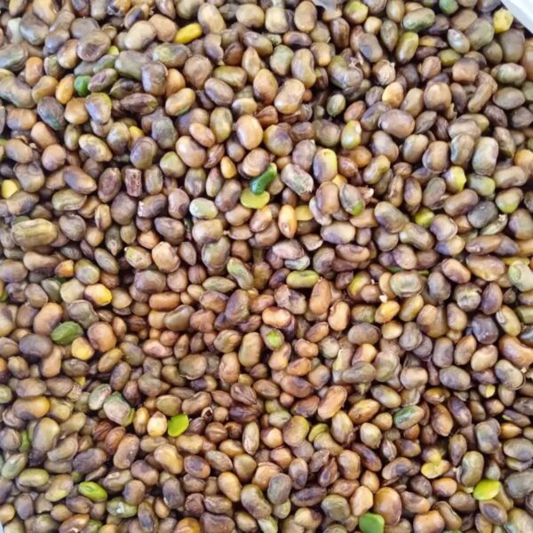Shelled Kurdish Pistachios – Wild Mountain Pistachios, Pistacia Atlantica – 1000 gr