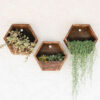 Hexagon Wall-Mounted Cactus Planter - Wooden Material (1Pc)