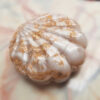 Seashell-Shaped Resin Jewelry Holder for Rings, Earrings, and Small Accessories