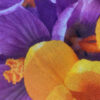 Purple Four Seasons Cotton Scarf - With A Very Beautiful Floral Design